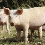 Facts about pigs