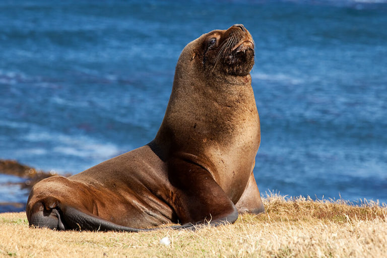 How long do Sea Lions live