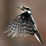 Woodpeckers - information