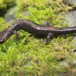 Salamanders - information