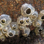 Where do barnacles live ?