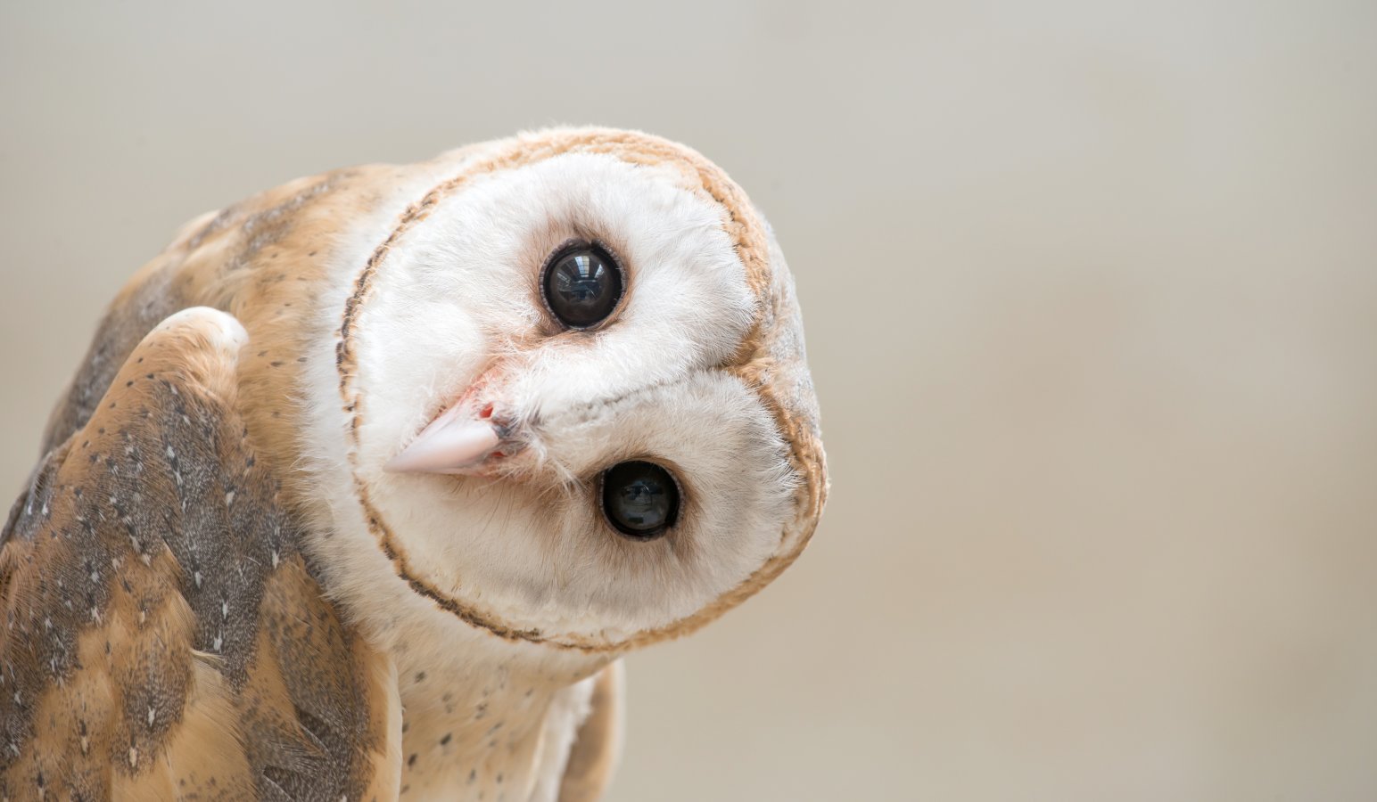 Where Do Barn Owls Live Uk