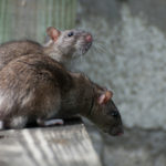 How long do rats live ?