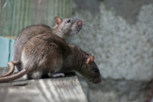 rats long live june admintag