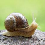 How long do snails live ?