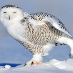 How long do snowy owls live ?