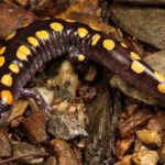 How long do Salamanders live ?