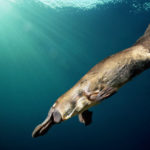 Facts about Platypus