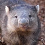Facts about Wombats
