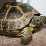 Facts about tortoises
