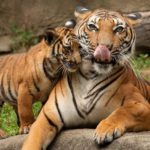 How long do tigers live ?