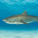 How long do tiger sharks live ?