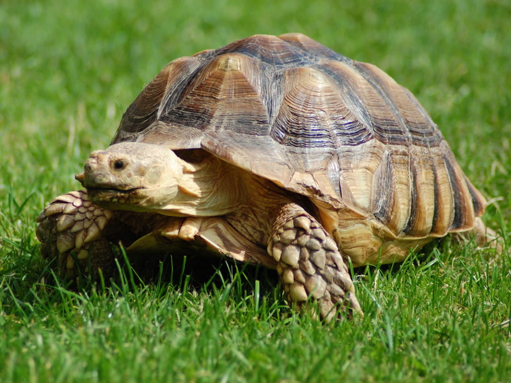 download tortoise repository