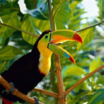 How long do toucans live ?