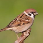 Sparrows - information