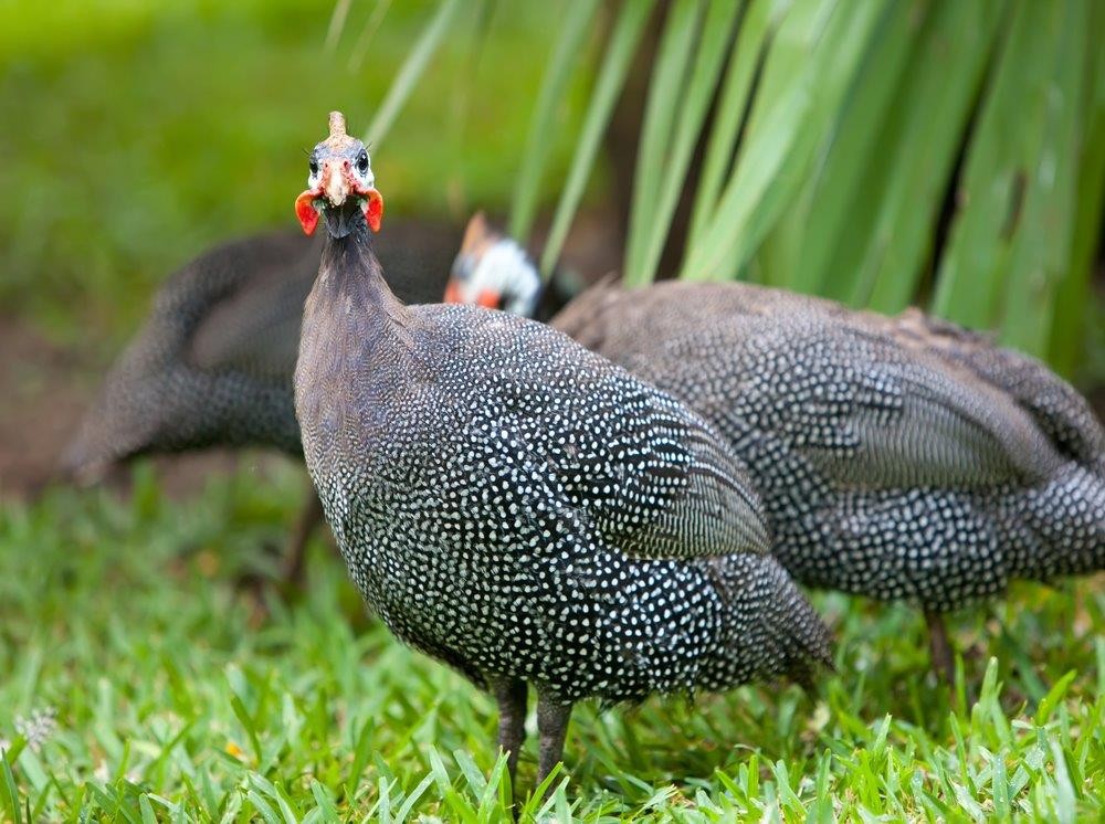 where-do-guinea-fowl-live