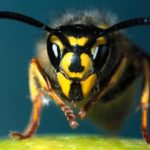 Wasp - information