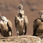 How long do vultures live ?
