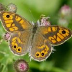 Butterflies - information