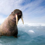 Facts about walruses
