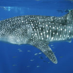 Whale Shark - information