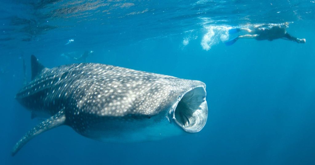 Whale Shark