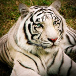 How long do White Tigers live ?