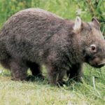 Wombats - information
