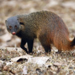Mongoose - information