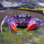 Crabs - information