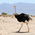 Facts about ostriches