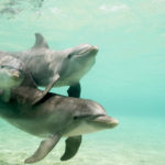 Facts about dolphins