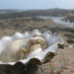 How long do oysters live ?