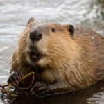 How long do beavers live ?