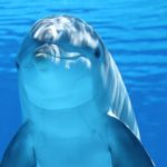 Dolphins - information