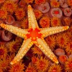 Starfish - information