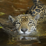 How long do jaguars live ?