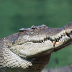 How long do crocodiles live ?