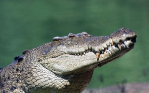 crocodiles admintag