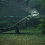 Crocodiles - information