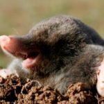 Facts about moles
