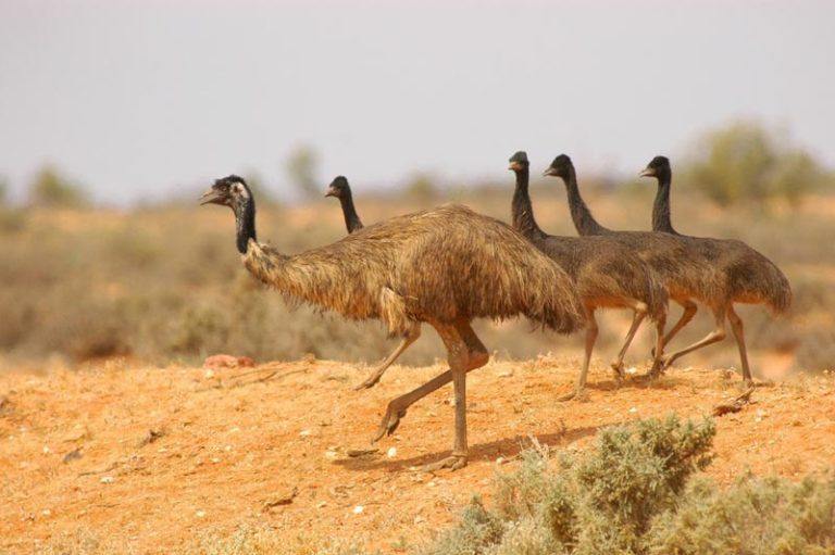 emus