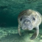Facts about manatees