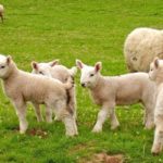 Sheep - information