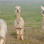 Facts about llamas