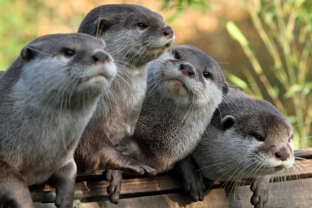 facts-about-otters