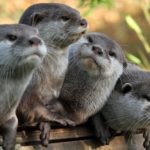 Facts about otters