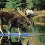 Moose - information