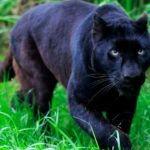 How long do panthers live ?