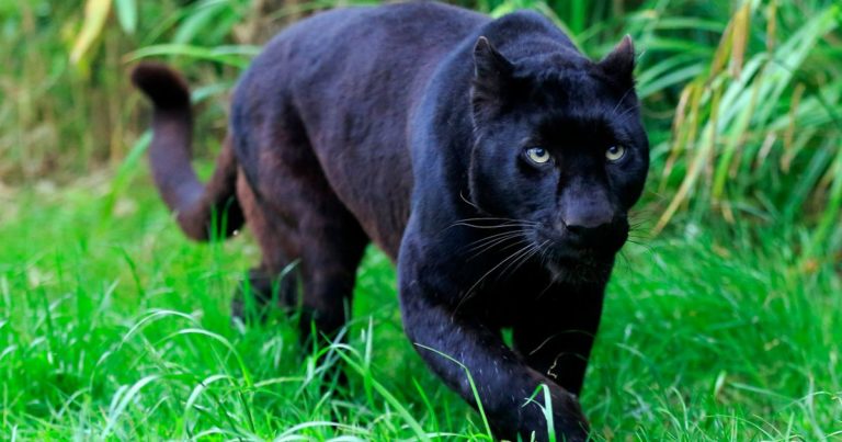 How long do panthers live